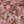 Pink Provence Ditzy