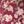 Wine Scarlet Vine