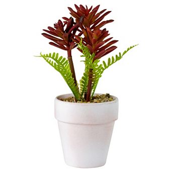 8" Succulent Fern Ceramic White Pot