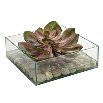 Red/green Echeveria In Aquarium Glass