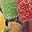 Sour Candy