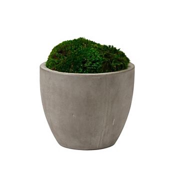 Preserved Mood Moss In Cement Planter