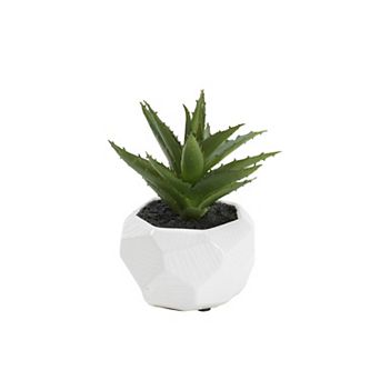 Spiky Aloe In Ceramic Planter