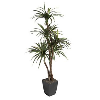 Dracaena Tree In Black Planter