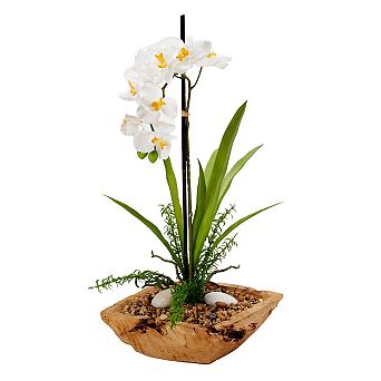 White Vanda Orchid In Wooden Bowl
