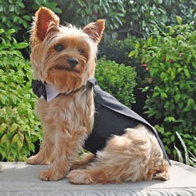 Doggie Design Black Dog Harness Wedding Tuxedo W/tails, Bow Tie, And Cotton Collar