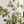 Sage Floral