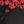 Black Red