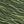 Moss
