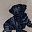Black Labrador