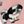 Black Shih Tzu