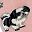 Black Shih Tzu