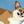 Corgi