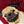 Pug