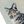 Silver Tabby