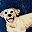Yellow Labrador
