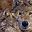 Pair Of Wolves