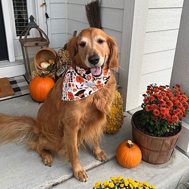 CTM Witches and Hats Halloween Print Holiday Bandana