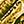 Gold Tone