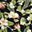 Hibiscus Floral Black