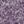 Purple Lilac