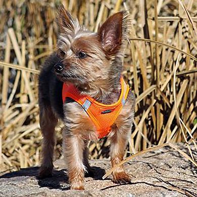 Doggie Design American River Ultra Choke Free Dog Harness