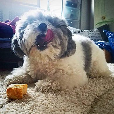 Yeti Refill Nuggets Natural Yak Cheese Treats For Puff And Play Dog Toy