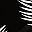 Black Palms
