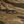 Tiger Brown Camo