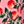 Peony Apple Blossom