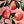 Peony Apple Blossom