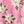 Prism Pink Magnolia