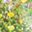Grass Multi