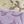 Ivory Lavender
