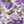 Plum Floral