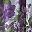 Plum Floral