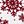 Cranberry Snowflake