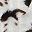 Cow Print