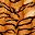 Tiger Print