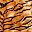 Tiger Print