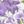 Plum Floral