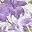 Plum Floral