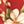 Roma Floral