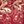 Cherry Red Champagne