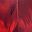 Texture Red Multi