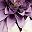 White Purple