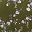 Olive Green Floral