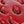 Red Flowers