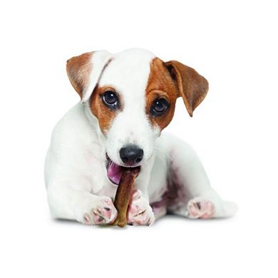 Nylabone Healthy Edibles Dog Chews - Bacon Flavor- 8 Chews