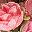 Coral Pink